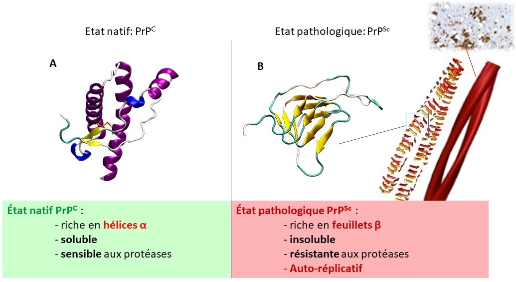 Le Prion : L’histoire D’une Protéine Infectieuse | Planet-Vie